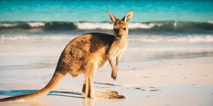 Kangaroo Island Australia animales que podras ver en territorio Aussi