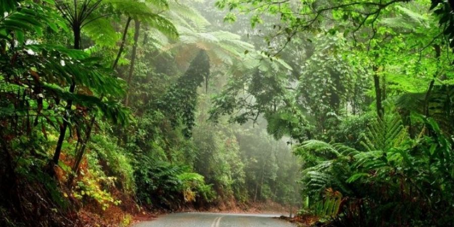 Parque Nacional Daintree Australia bosque magico   